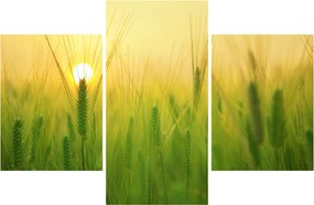 Kép - Mező gabonával (90x60 cm)