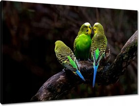 Vászonkép 90x60 Papagájok Madarak