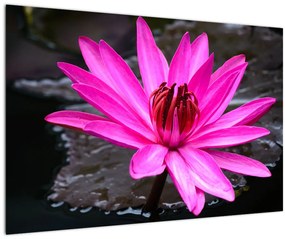 Kép - rózsaszín virág (90x60 cm)