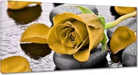 Vászonkép 115x55 Sárga rózsa köveken