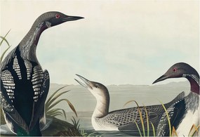 Dekoratív fotótapéta falra Könnyű összeszerelés Madarak a víz felett 152x104 Ragasztó