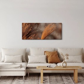 Kép - Cortaderia (120x50 cm)