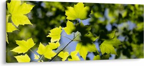 Kép - juhar levelek (120x50 cm)
