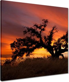 Vászonkép 50x50 Afrikai tájkép