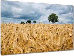 Festmények 120x80 Mező az aratás előtt Rozs