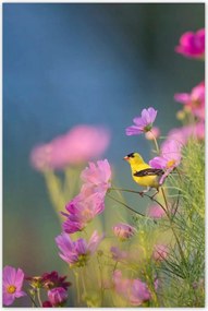 Poszterek 80x120 Madarak