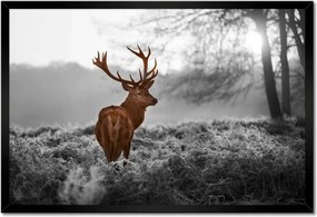 Poszter keretben 60x40 Méltóságteljes szarvas szarvakkal