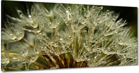 Vászonkép 120x60 Pitypang Virág Virágok