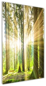Üvegkép nyomtatás Sun az erdőben osv-92474685