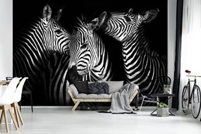 Fotótapéta - Zebra (152,5x104 cm)