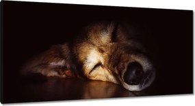 Képek 115x55 Kutya fekszik a padlón