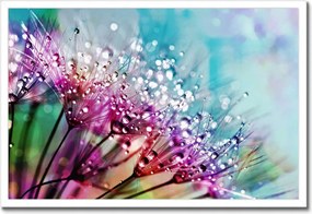 Poszterek keretben 60x40 Harmatcseppek Pitypang