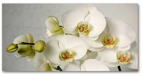 Akrilkép Fehér orchidea oah-67521473