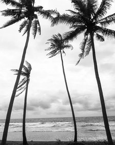 Fotótapéta 200x254 Flizelin tapéta Pálmafák #F134