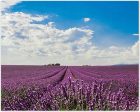 Poszterek 50x40 Levendulamező Levendula