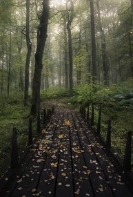 Fotográfia Misty morning, Christian Lindsten