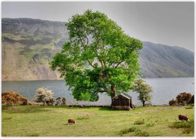 Poszterek 100x70 Erős fa