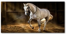 Akrilkép Fehér ló az istállóban oah-113734003