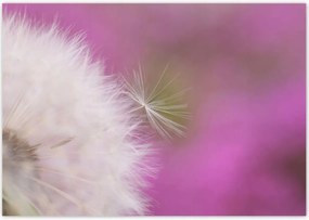 Poszterek 100x70 Pitypang Virág Virágok