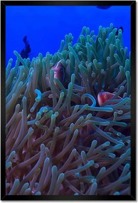 Poszterek keretben 40x60 Víz alatti zátony jelenet