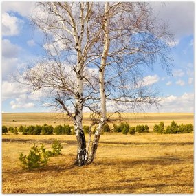 Poszterek 30x30 Nyírfa a mezőn Tájkép