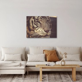 Tigris képe (70x50 cm)