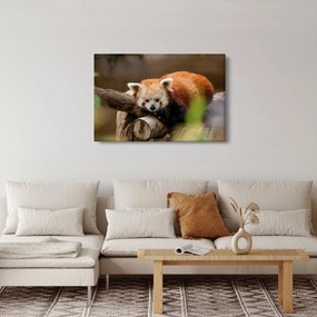 Vörös panda képe (90x60 cm)