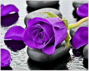 Poszterek 50x40 Lila rózsa kövek