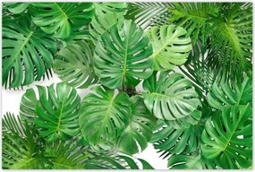 Poszterek 120x80 Monstera Lyukas levelek