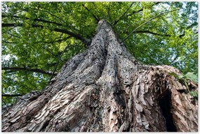 Poszterek 120x80 Fa Fák Kilátás