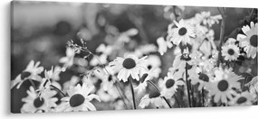 Kép - Százszorszépek (120x50 cm)