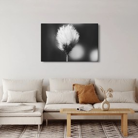 Kép - Fekete-fehér pamutfű (90x60 cm)