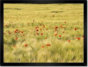 Poszterek keretben 40x30 Pipacsok a mezőn
