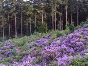 Poszter 40x30cm Hanga és fenyő, Assaf Frank