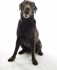 Poszter 61x90,5cm Barna labrador, fehér alapon, Assaf Frank