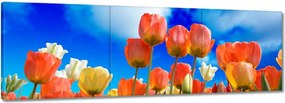 Vászonkép 150x50 Színes tulipánok Virágok
