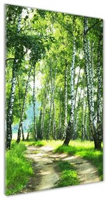 Üvegfotó Nyírfa erdő osv-66218016