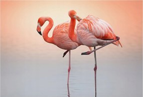 Modern fotótapéta Flizelina a falra Finom flamingók 152x104 Ragasztó