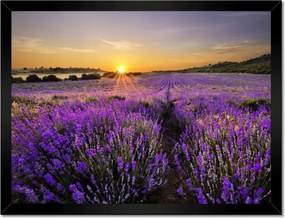 Poszterek keretben 40x30 Levendula tájkép Nap