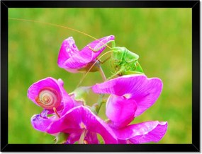 Poszterek keretben 40x30 Állatok