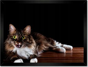 Poszterek keretben 40x30 Gyönyörű hosszú szőrű macska