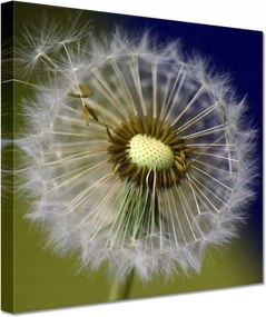 Vászonkép 60x60 Pitypang Virág Virágok