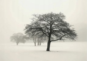 Fotótapéta Flizelin Dekoratív az irodába Téli fák 208x146 Ragasztó