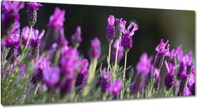 Vászonkép 115x55 Levendula virágok