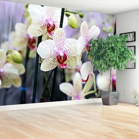 Fotótapéta orchidea virágok 104x70 cm