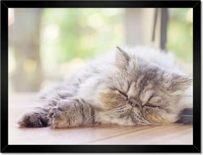 Poszterek keretben 40x30 Cica Cicák