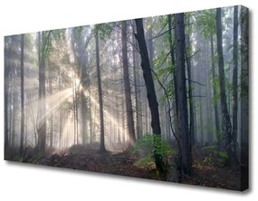 Vászonkép falra Természet Erdei fák 100x50 cm
