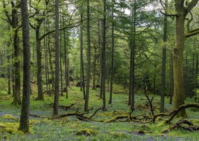 Poszter 42x29,7cm Fák az erdőben, Assaf Frank