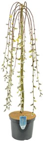 CSÜNGŐ BARKAFŰZ C5 N:125 SALIX CAPREA PENDULA