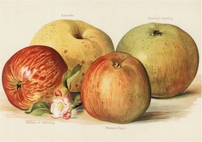 Flizelin tapéta Divatos 3D fali ragasztó Alma virágok 312x219 ragasztó